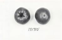 Click for 1 image(s) for this accession. FRUIT